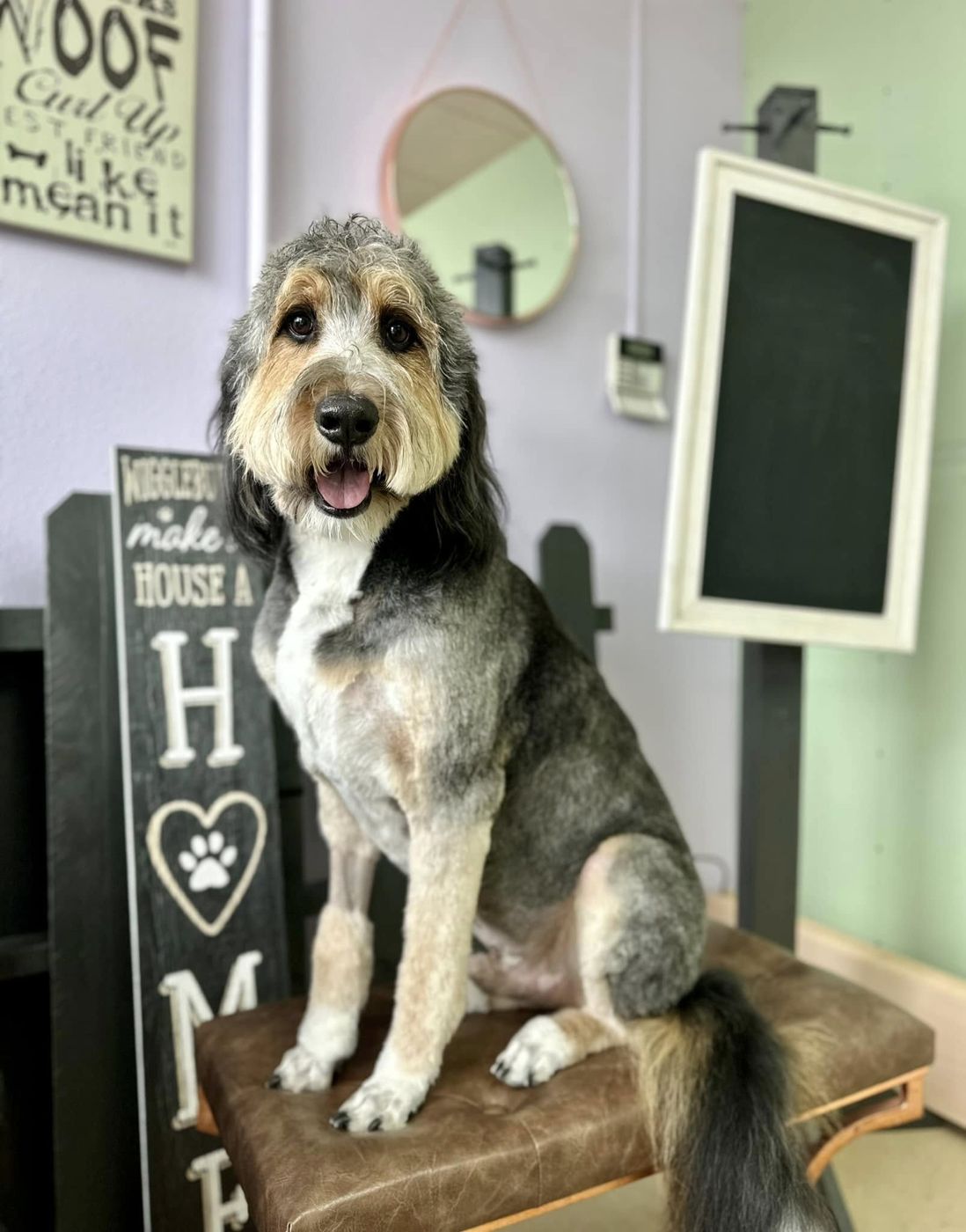 Freshly groomed sheepadoodle sitting in the shop